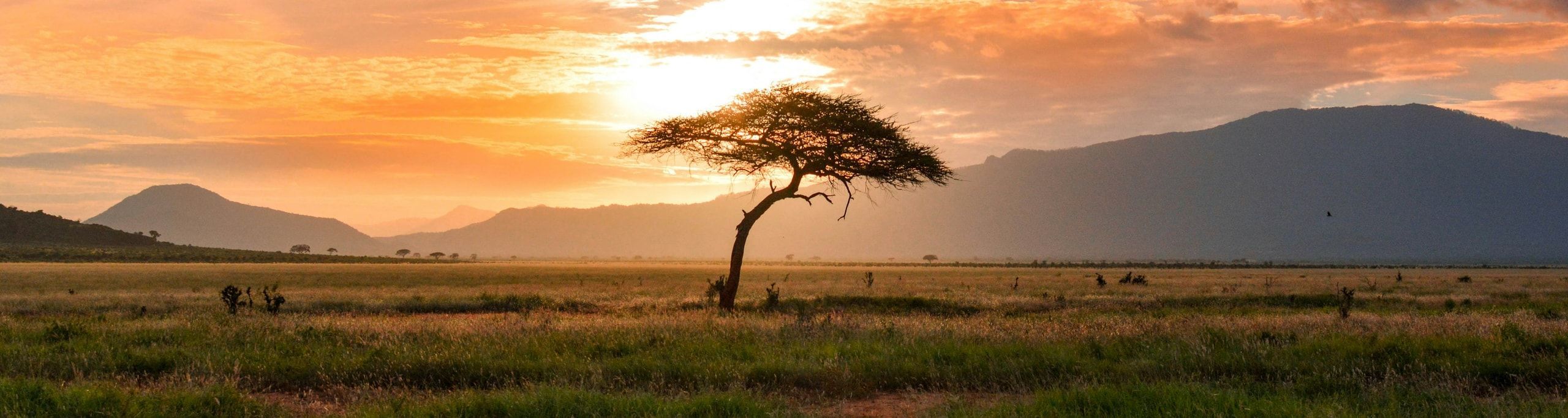 Open savanna at sunset